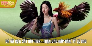 Đá gà cựa sắt rút tiền