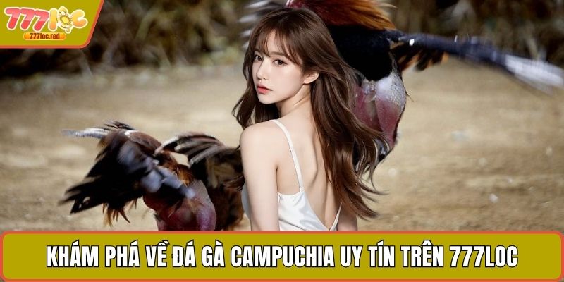 Khám phá về đá gà Campuchia uy tín trên 777LOC
